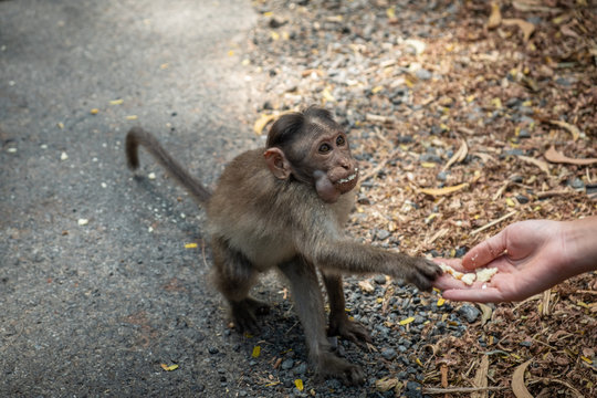 Ladies giving the food to the monkey