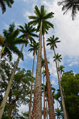 Wysokie palmy w parku miejskim w Rio de Janeiro w Brazylii