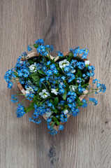 Heart made of blue forget-me-not flowers on wooden background