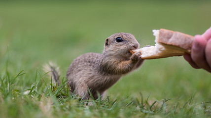 Concept of connection with adorable natural animals