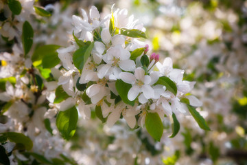 Blossoming flowers on the apple tree