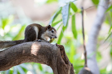 Close up Brown Finlayson's squirrel or Variable squirrel found in gardens and parks in cities of bangkok or Southeast Asia. It are eating madan with sour flavor on the branches of the tree.