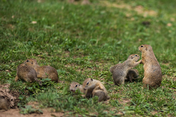 Concept of connection with adorable natural animals