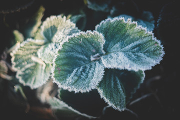 frost on leaf
