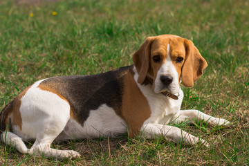 adult cute beagle puppy dog lying in the grass in the sun and looks past the camera outline