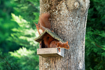 Two squirrels on a tree © Frédéric Prochasson