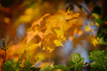 autumn leaves on a tree