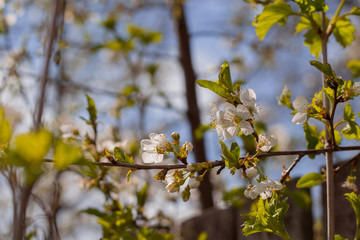 branch of a blossoming cherry tree with small flowers on a blue blurred background