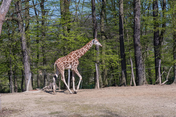 Concept of connection with adorable natural animals