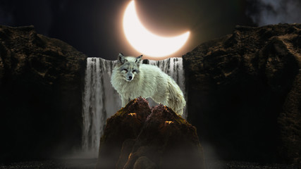 White Fox in the moonlight 