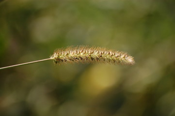 spikelet plant in the summer green field grows