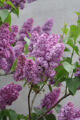 branch of blooming lilacs in the garden