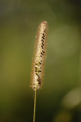 spikelet plant in the summer green field grows