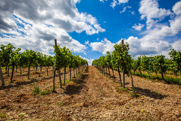 Fototapeta na wymiar green spring vineyards rows