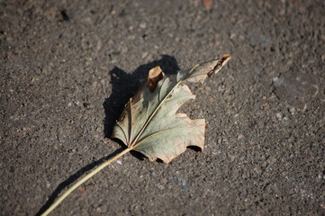dry maple leaf lies on the asphalt road