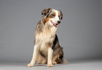 Australian Shepherd im Studio