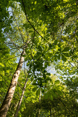 Looking up at horse Horse chestnut leaves in a park during spring time