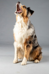 Australian Shepherd im Studio