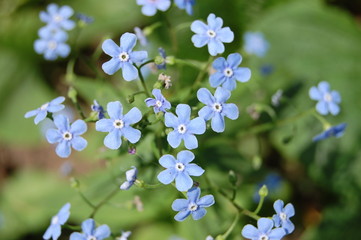 beautiful blue forget-me-not flowers in the garden