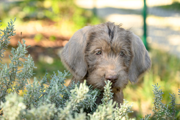 Grey-haired puppy in the garden. The puppy is of the breed: Slovak Rough-haired Pointer or Slovak Wirehaired Pointing Griffon (Slovak: 
