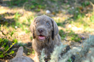 Grey-haired puppy in the garden. The puppy is of the breed: Slovak Rough-haired Pointer or Slovak Wirehaired Pointing Griffon (Slovak: "Slovensky Hrubosrsky Stavac / Ohar")