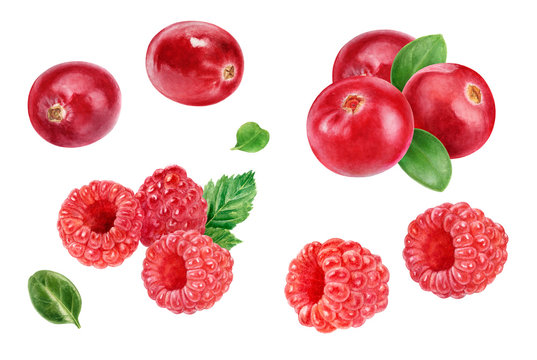 Cranberry raspberry watercolor illustration isolated on white background