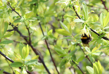 Bumblebee pollinates honeysuckle flowers. Blooming honeysuckle branch with new green leaves. Selective focus. Shallow depth of field