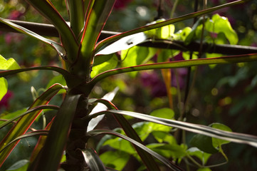 beautiful home palm tree grows in the garden