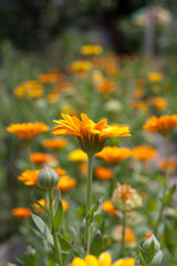 Fototapeta premium yellow beautiful flowers grow in the garden