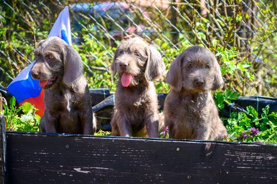 Grey-haired puppies with the Slovak flag. The puppies are of the breed: Slovak Rough-haired Pointer or Slovak Wirehaired Pointing Griffon (Slovak: "Slovensky Hrubosrsky Stavac / Ohar")