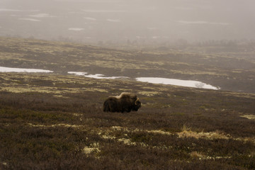 Ovibos moschatus; Musk ox grazing under Snohetta peak in a snow blizzard in Dovrefjell national park in Norway
