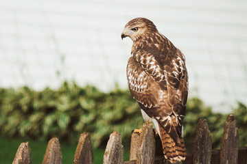 Falcon on picket fence