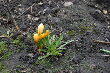 yellow saffron grows from the ground in spring