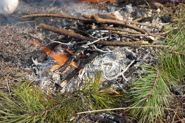 bonfire with firewood in the forest for a picnic
