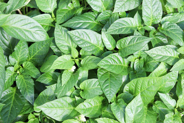 Seedlings of bell pepper, close-up of young foliage of pepper. Selective focus. Green leaves background