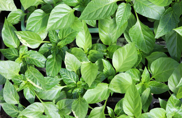 Seedlings of bell pepper, close-up of young foliage of pepper. Selective focus. Green leaves background