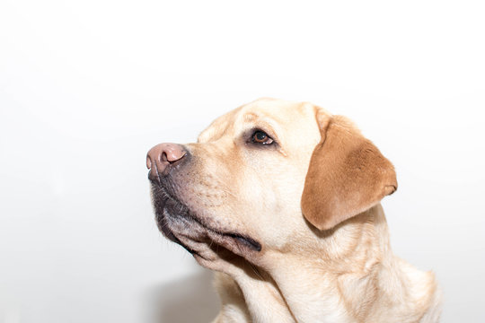 Cuando un perro te mira