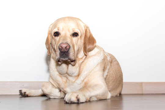 Retrato de un elegante perro Labrador tumbado