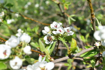 The flowers of the pear tree in the spring with bees