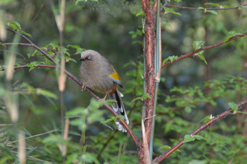 Elliot's Laughingthrush on a branch. China.