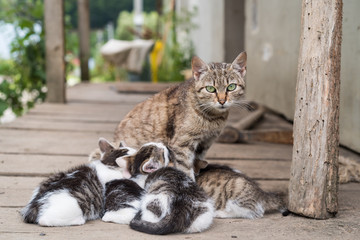 Concept of connection with adorable natural animals