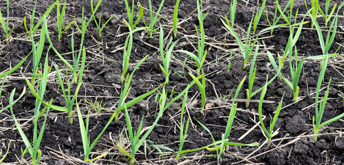 Young green garlic sprouts in nature spring from the ground in the garden. Tasty healthy and vegetarian food