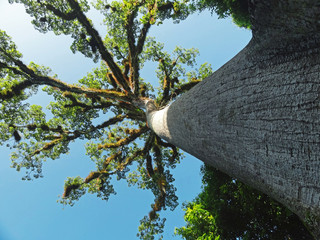 Wielkie drzewo w dżungli - Tikal Gwatemala