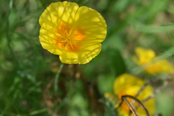 Obraz premium 植物