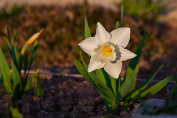 A lone white daffodil grows in the garden in the setting sun