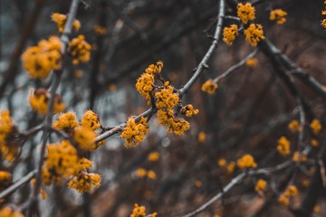 autumn forest