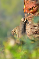 Mongoose with nature, A mongoose is a small terrestrial carnivorous mammal belonging to the family Herpestidae. This family is currently split into two subfamilies, the Herpestinae and the Mungotinae.
