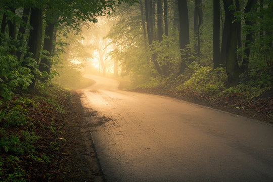 Road through the forest on a foggy morning near Konstancin-Jeziorna, Mazowieckie, Poland