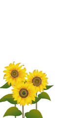 3輪のひまわりのポストカード　白バック-縦