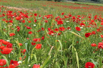 champ de  coquelicot en confinement covid 19